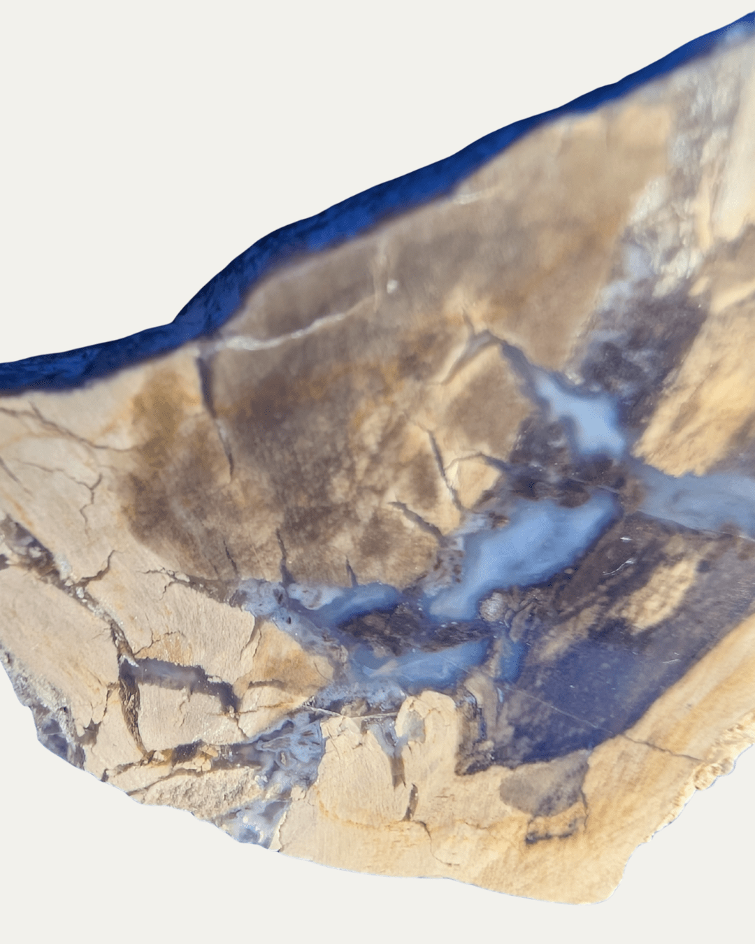 Polished Petrified Wood - Lost Ancients Jewelry