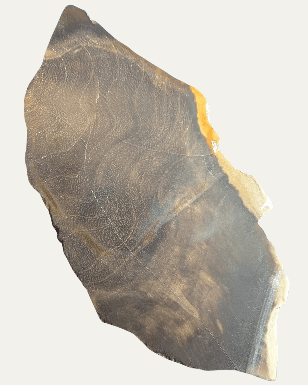 Polished Petrified Wood - Lost Ancients Jewelry