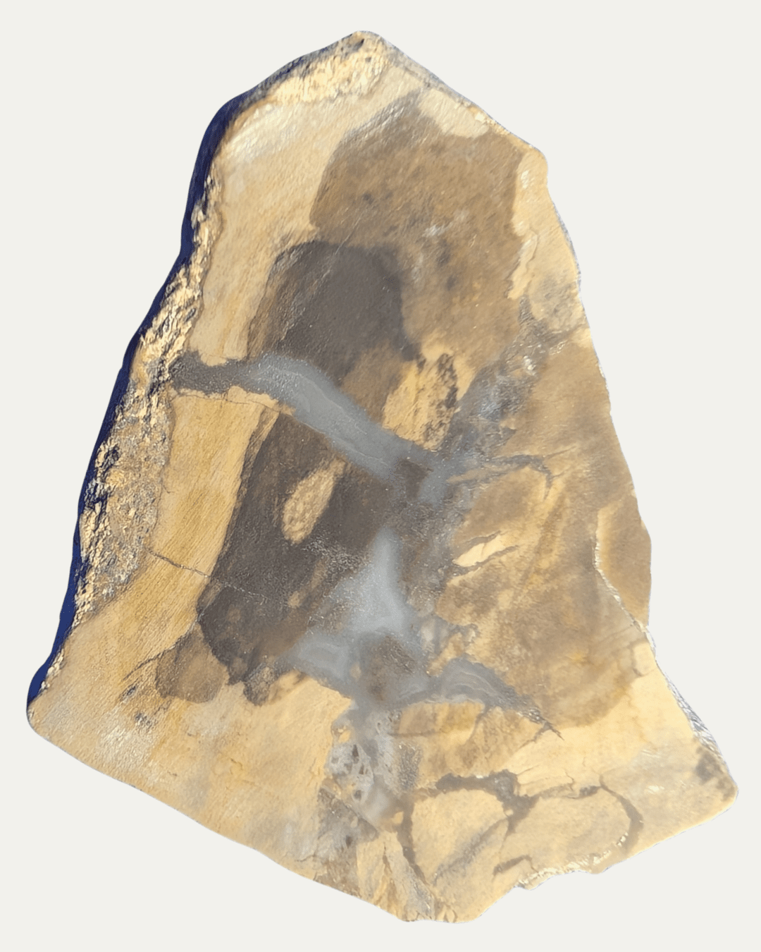 Polished Petrified Wood - Lost Ancients Jewelry