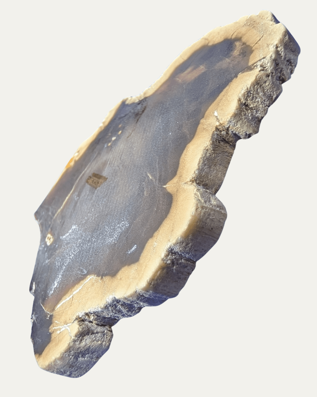 Polished Petrified Wood - Lost Ancients Jewelry