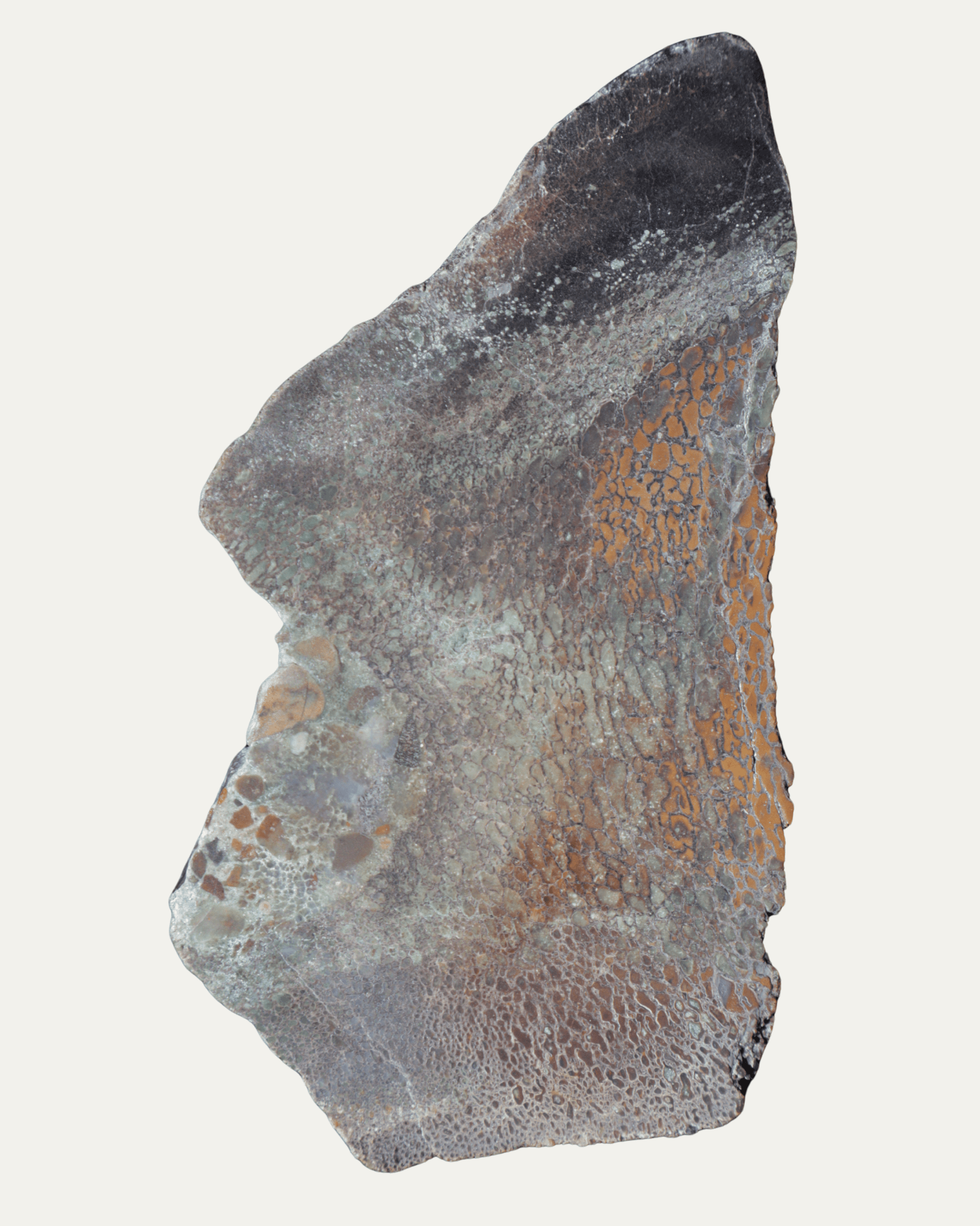 Polished Utah Gem Agatized Dinosaur Bone - Lost Ancients Jewelry