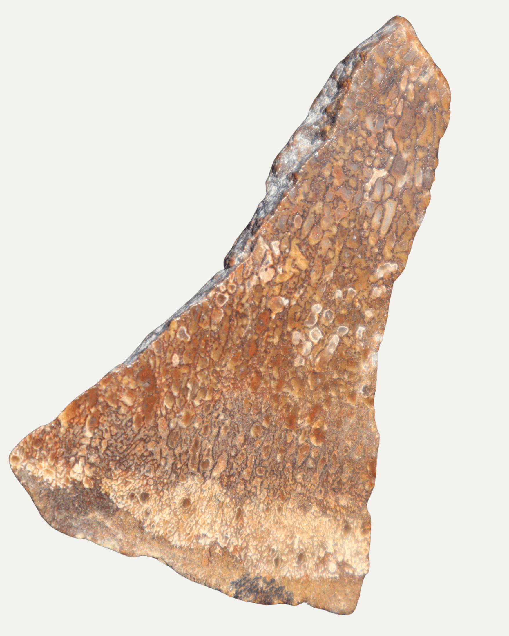 Polished Utah Gem Agatized Dinosaur Bone - Lost Ancients Jewelry