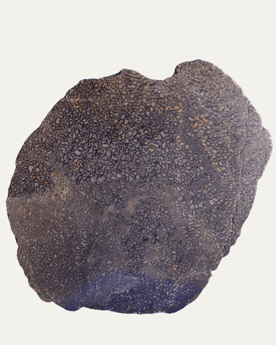 Polished Utah Gem Agatized Dinosaur Bone - Lost Ancients Jewelry