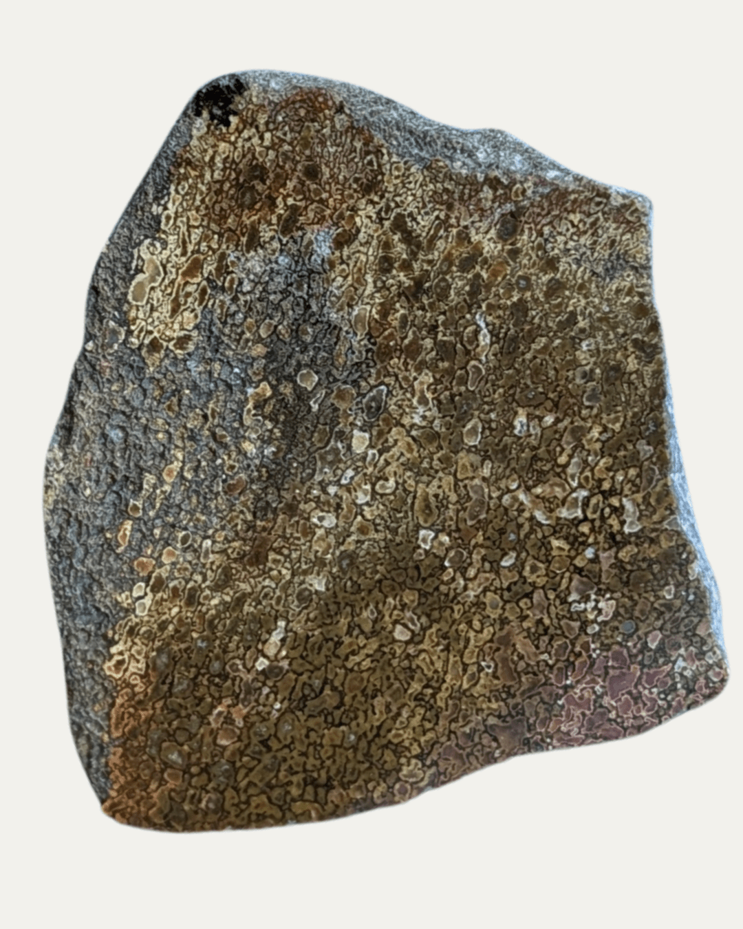 Polished Utah Gem Agatized Dinosaur Bone - Lost Ancients Jewelry