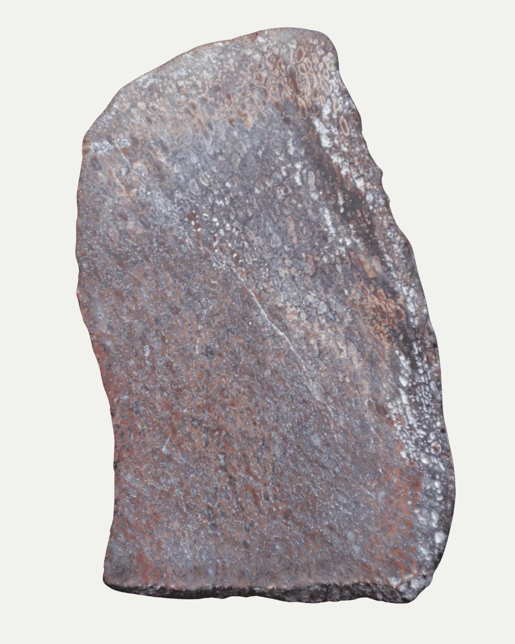 Polished Utah Gem Agatized Dinosaur Bone - Lost Ancients Jewelry