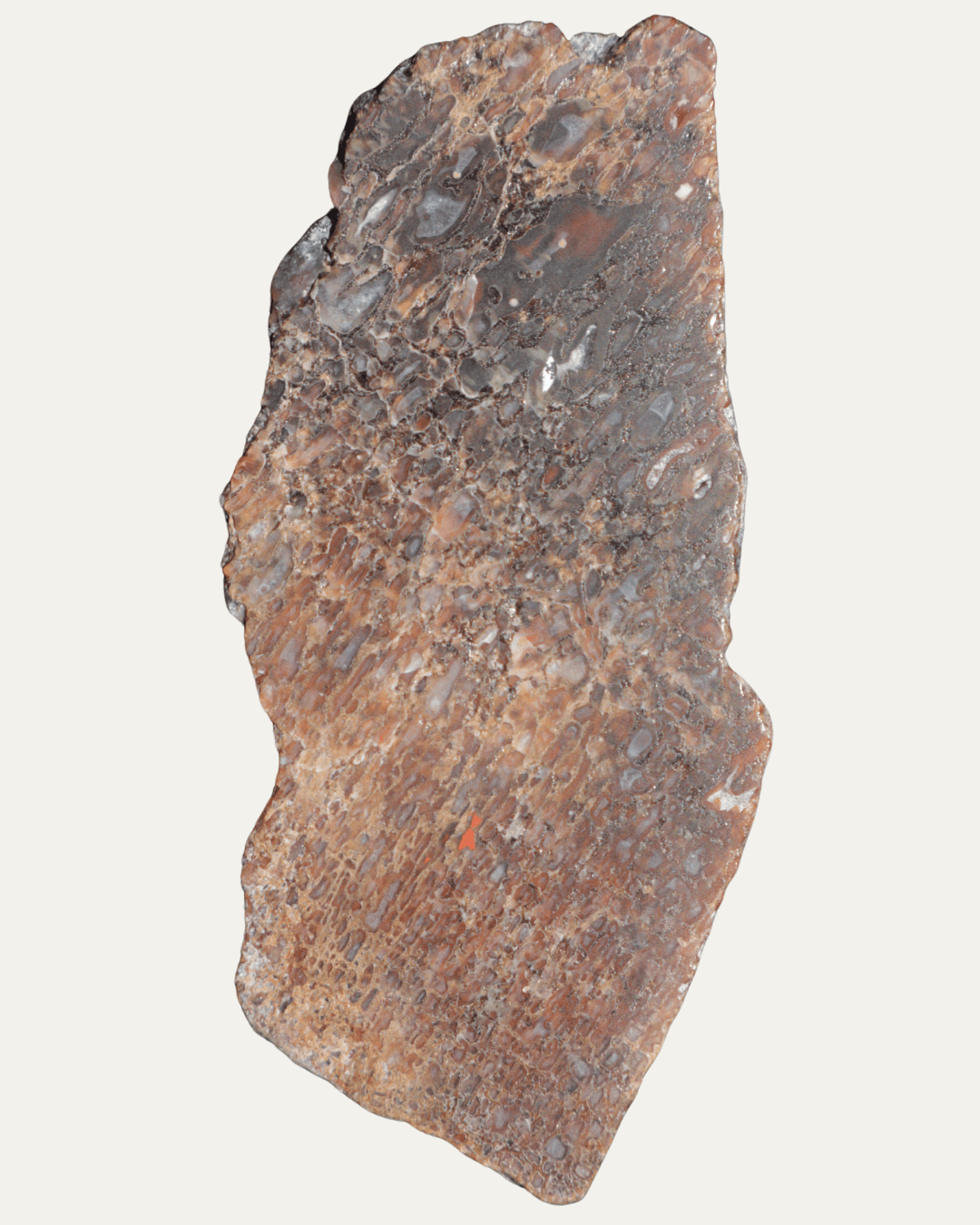 Polished Utah Gem Agatized Dinosaur Bone - Lost Ancients Jewelry