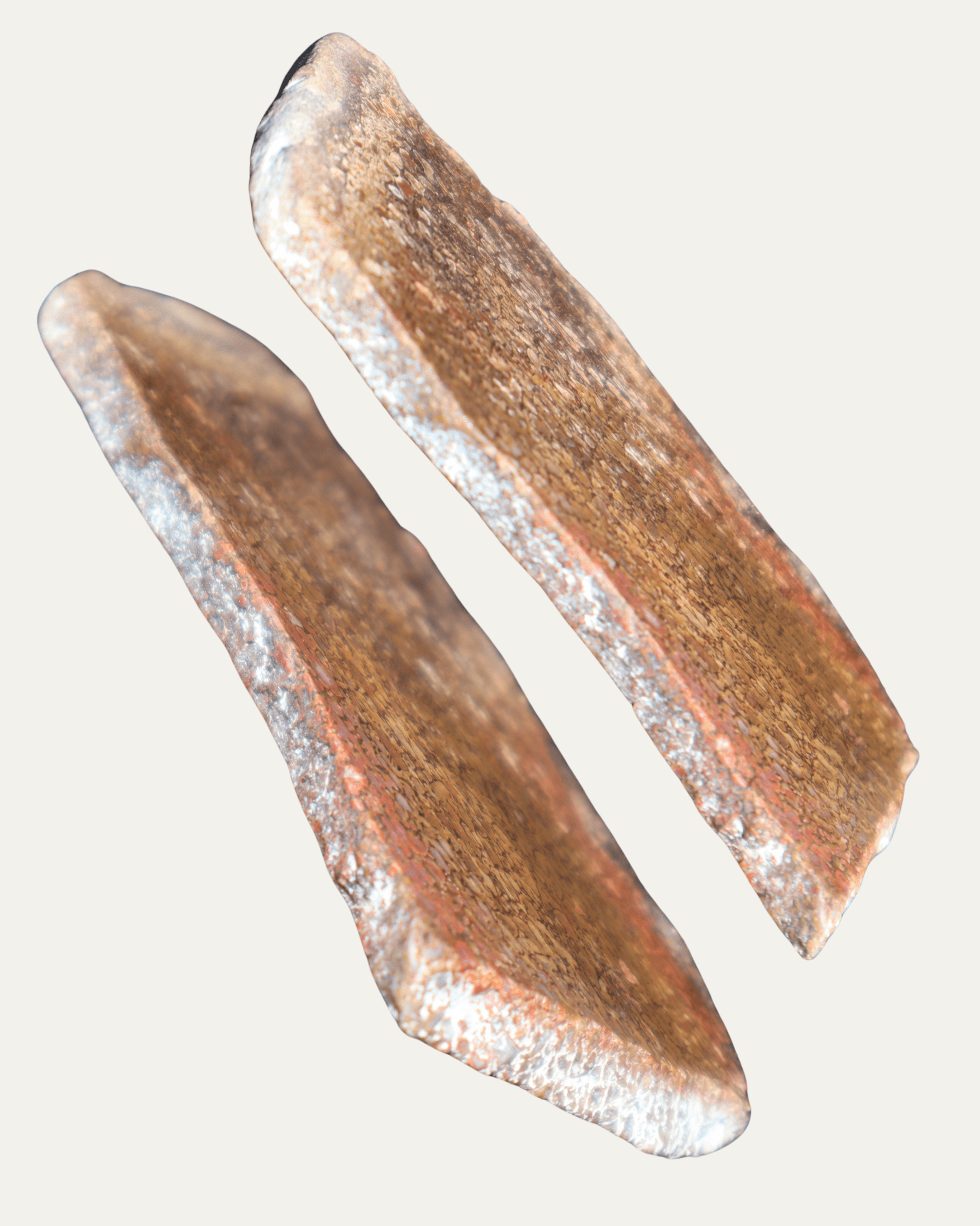 Polished Utah Gem Agatized Dinosaur Bone - Lost Ancients Jewelry