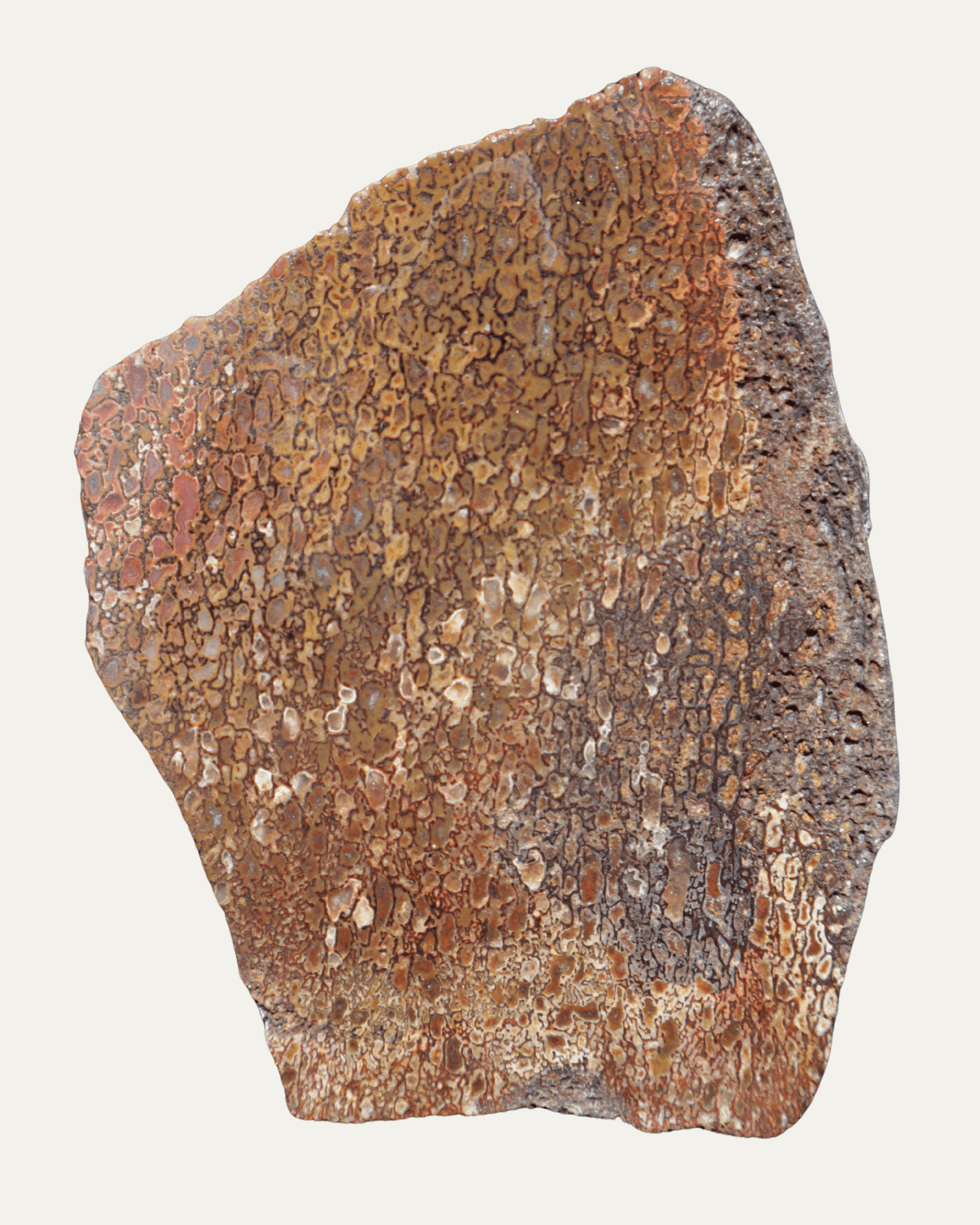 Polished Utah Gem Agatized Dinosaur Bone - Lost Ancients Jewelry