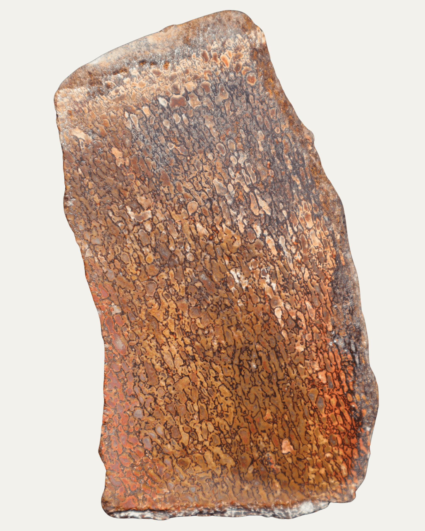 Polished Utah Gem Agatized Dinosaur Bone - Lost Ancients Jewelry