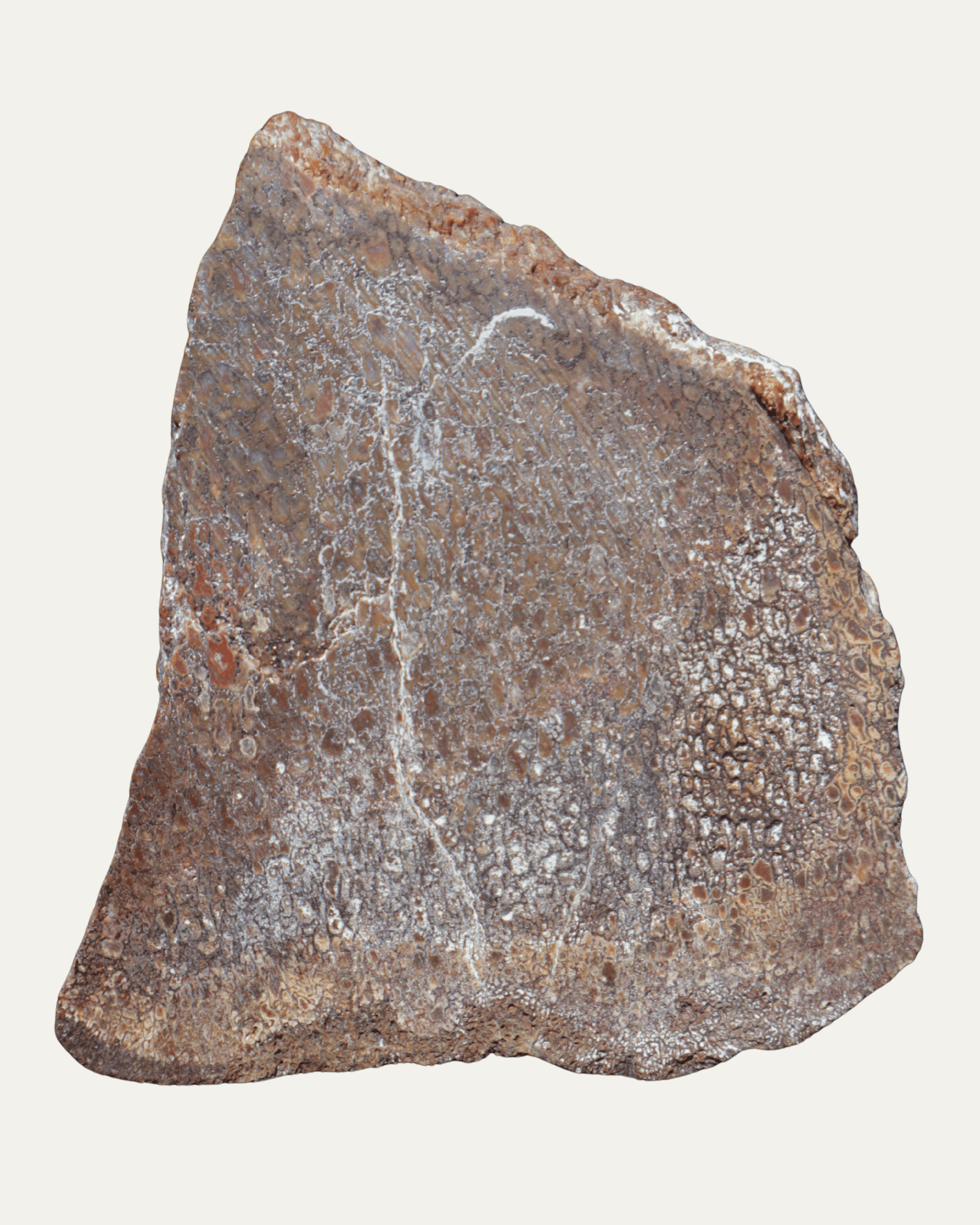 Polished Utah Gem Agatized Dinosaur Bone - Lost Ancients Jewelry