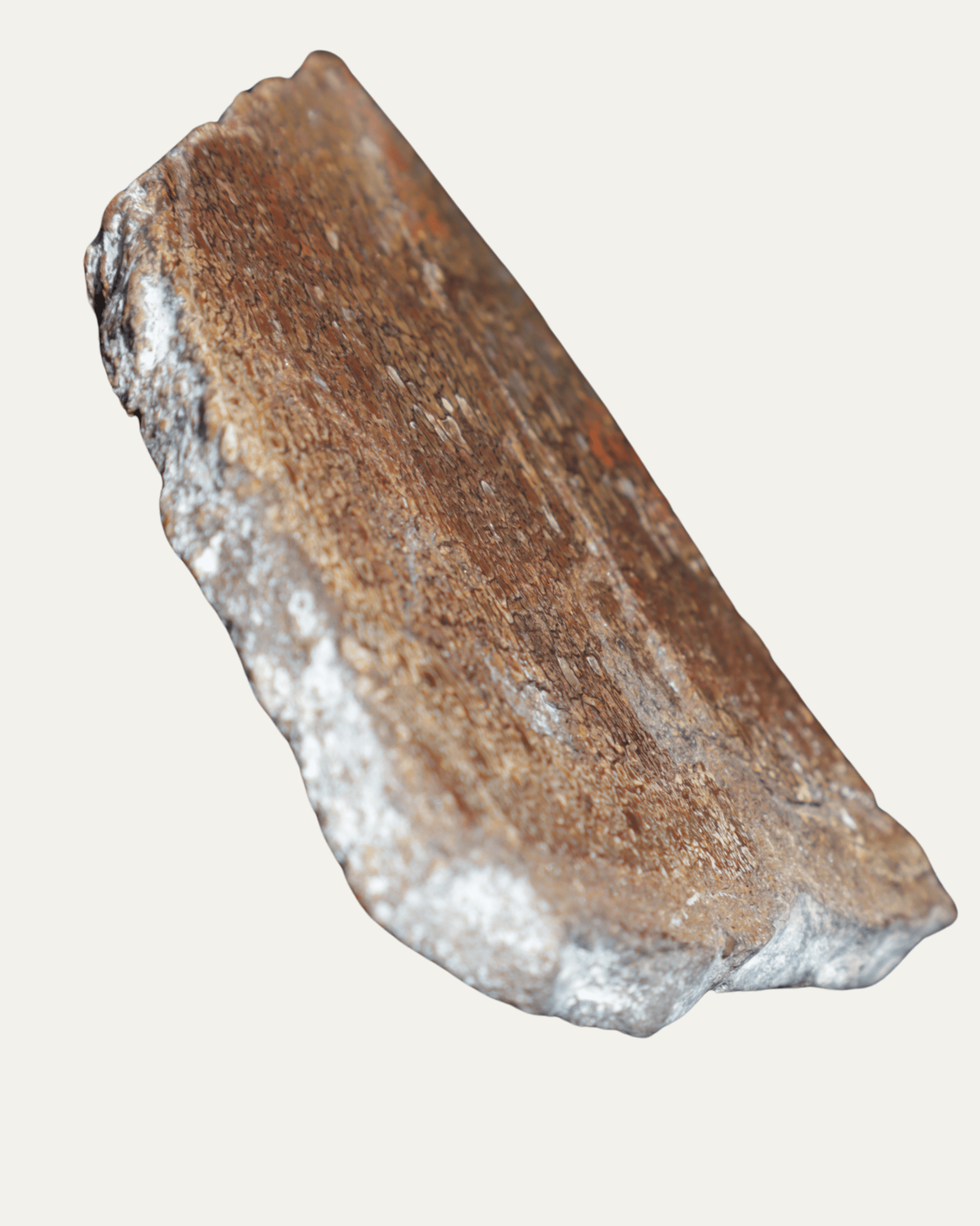 Polished Utah Gem Agatized Dinosaur Bone - Lost Ancients Jewelry