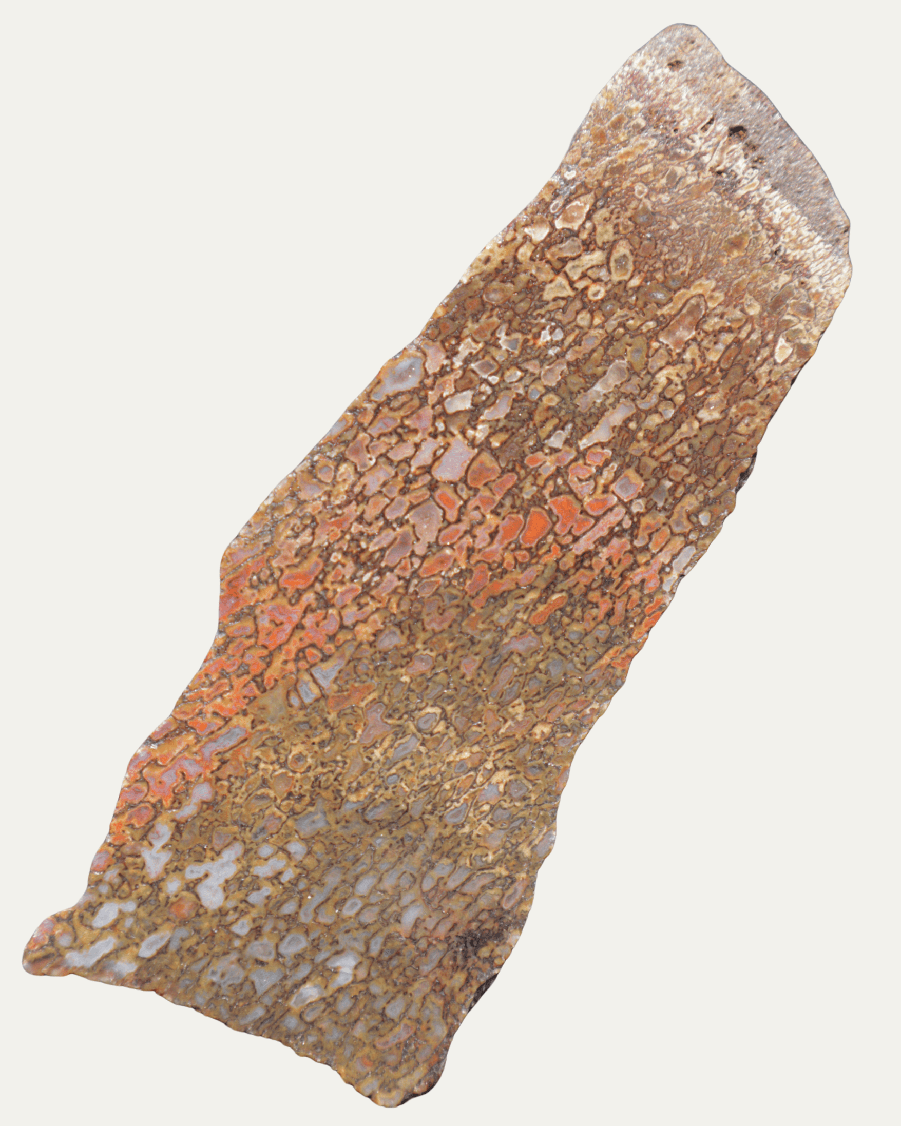 Polished Utah Gem Agatized Dinosaur Bone - Lost Ancients Jewelry