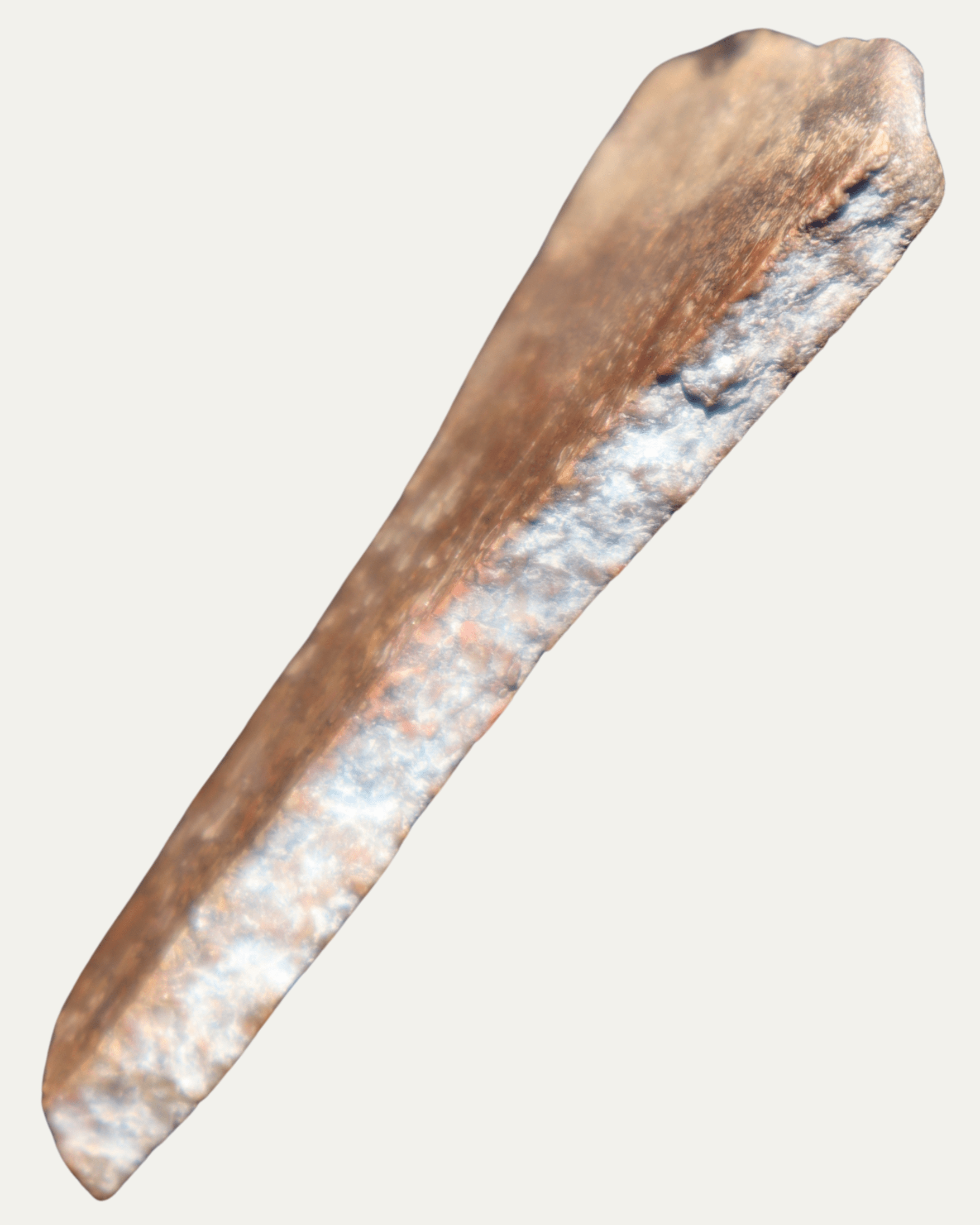 Polished Utah Gem Agatized Dinosaur Bone - Lost Ancients Jewelry