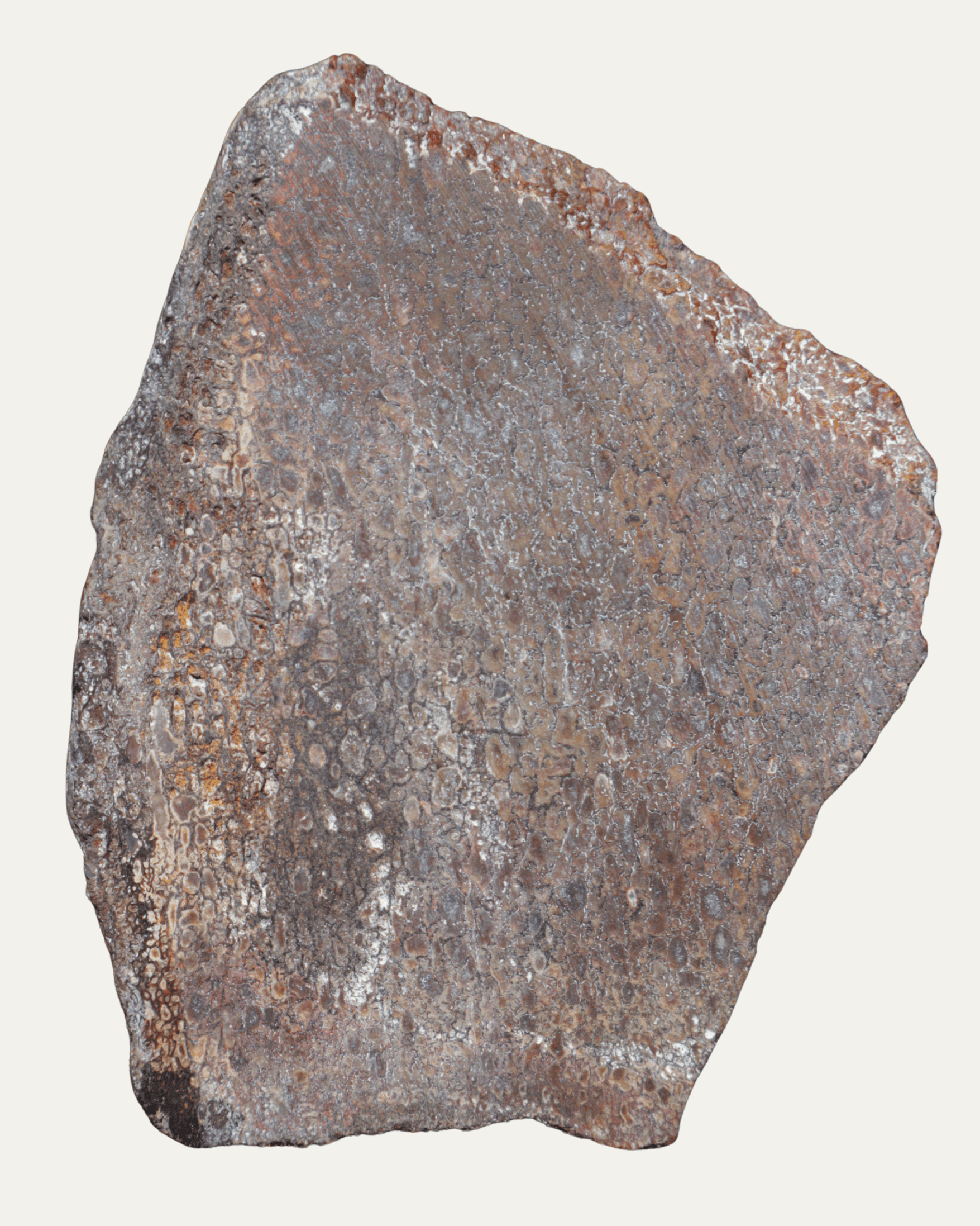 Polished Utah Gem Agatized Dinosaur Bone - Lost Ancients Jewelry