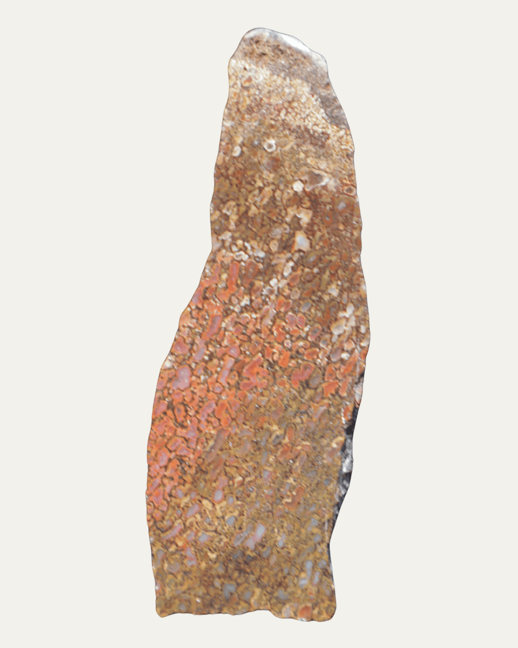 Polished Utah Gem Agatized Dinosaur Bone - Lost Ancients Jewelry