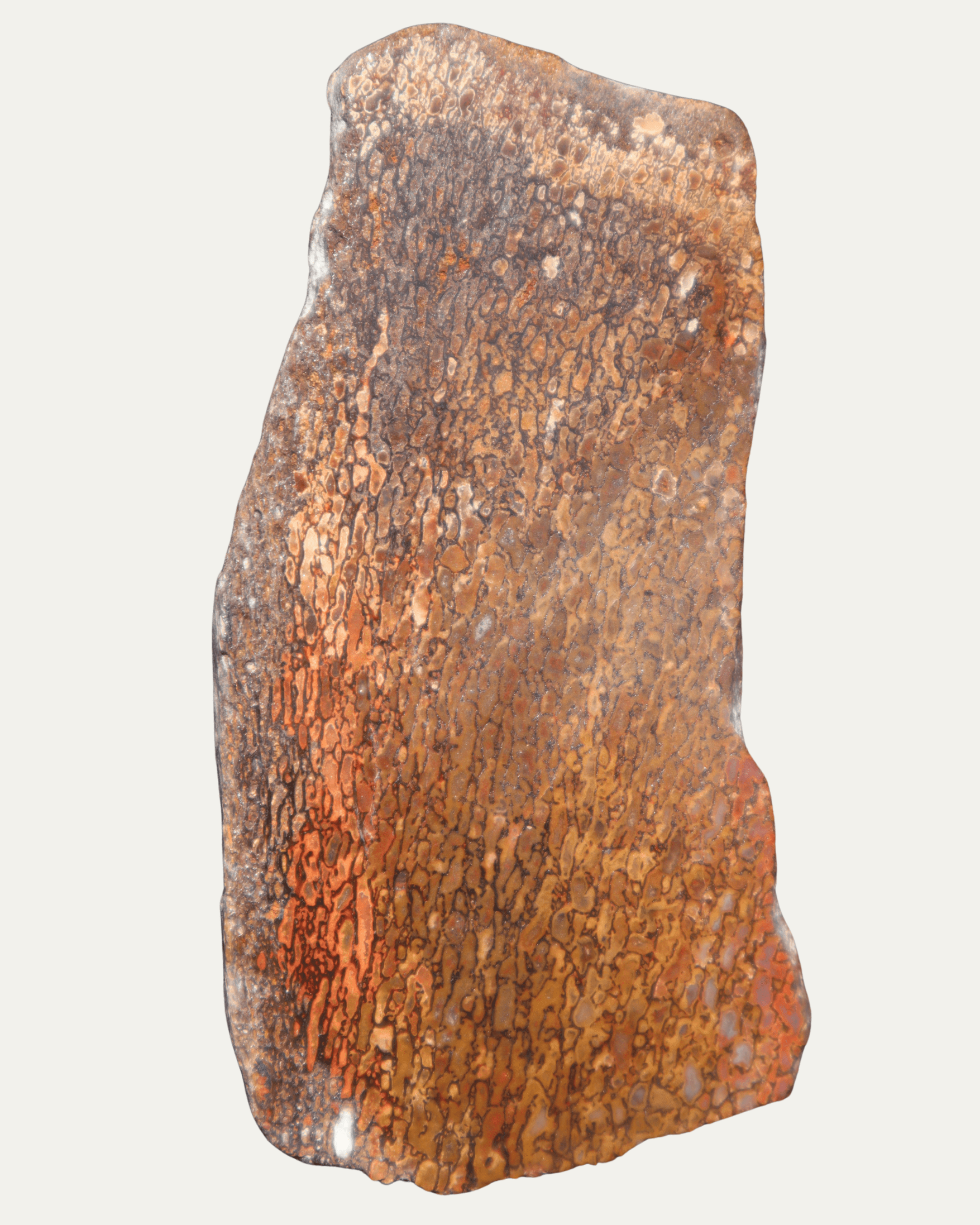 Polished Utah Gem Agatized Dinosaur Bone - Lost Ancients Jewelry