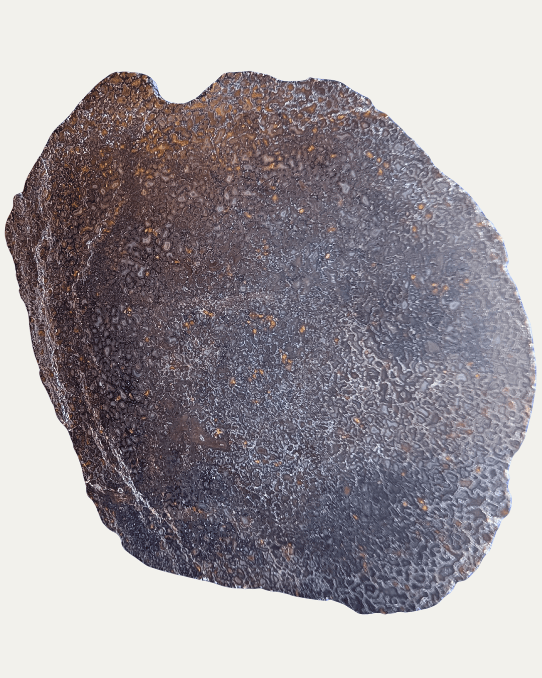 Polished Utah Gem Agatized Dinosaur Bone - Lost Ancients Jewelry