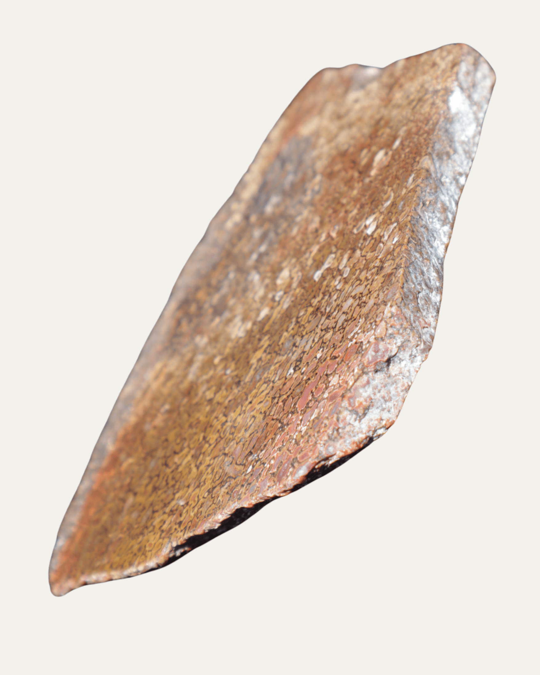 Polished Utah Gem Agatized Dinosaur Bone - Lost Ancients Jewelry