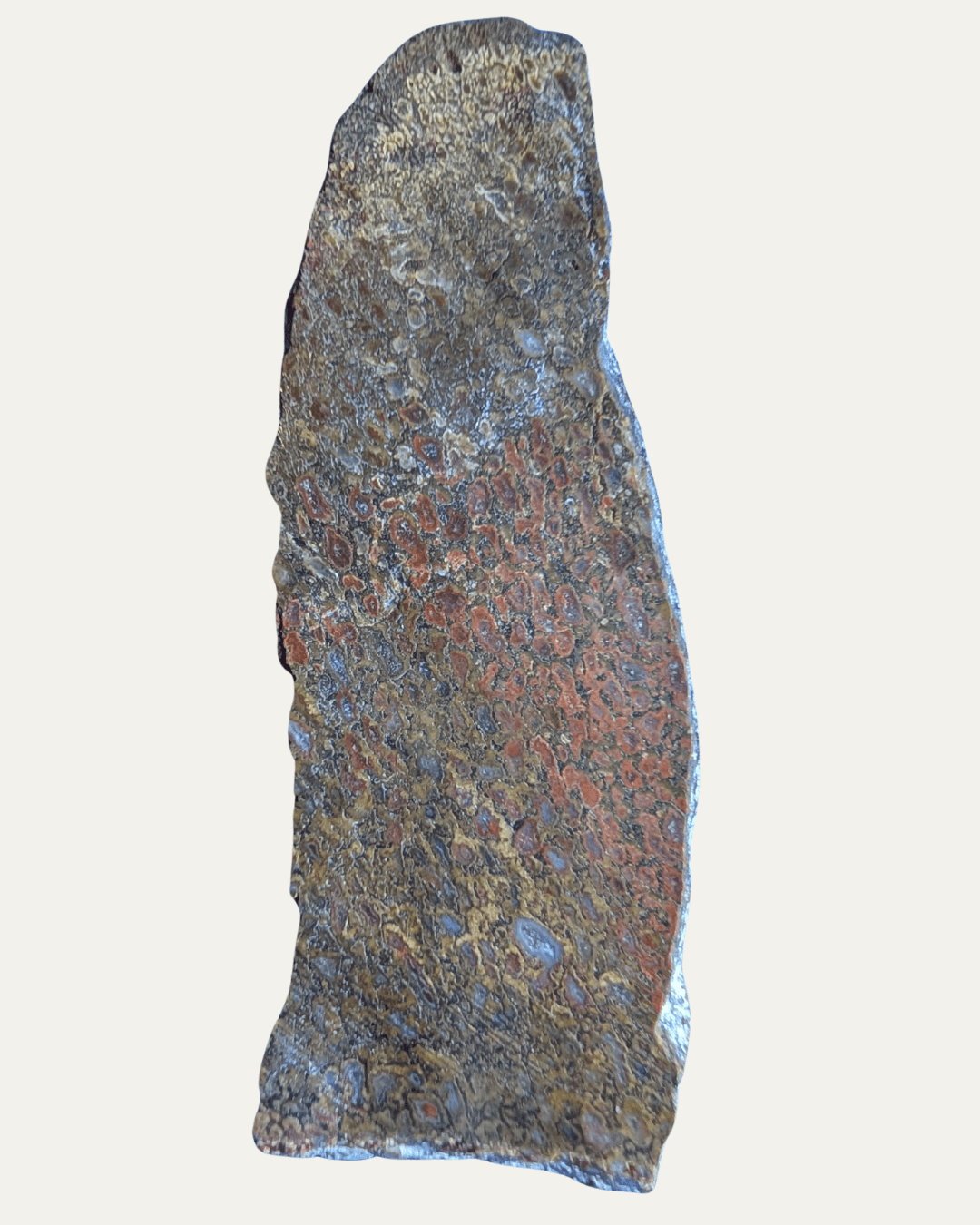 Polished Utah Gem Agatized Dinosaur Bone - Lost Ancients Jewelry