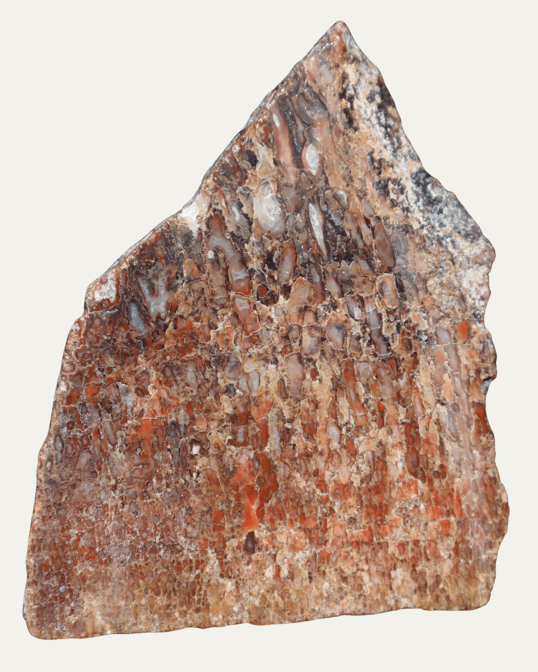 Polished Utah Gem Agatized Dinosaur Bone - Lost Ancients Jewelry