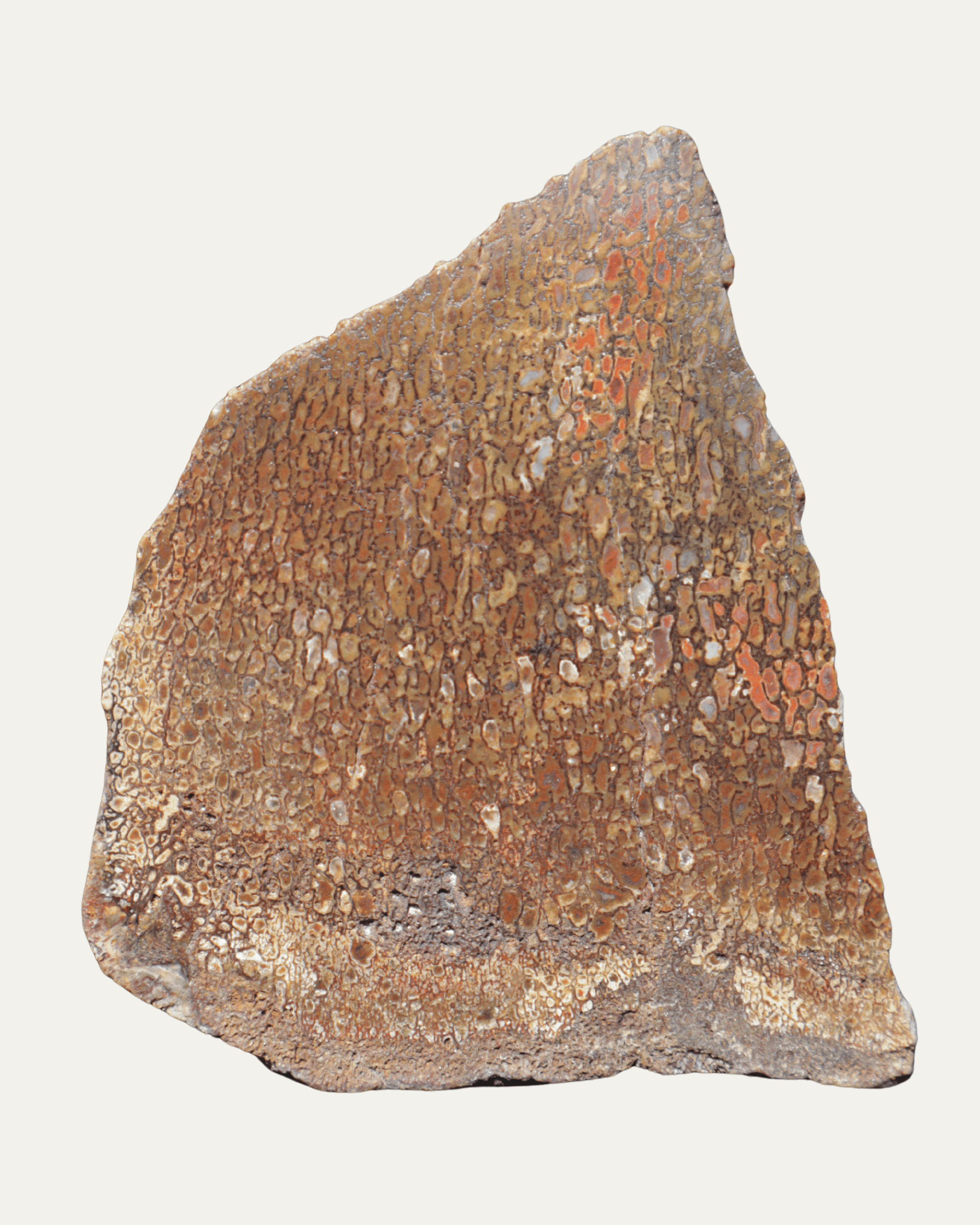 Polished Utah Gem Agatized Dinosaur Bone - Lost Ancients Jewelry