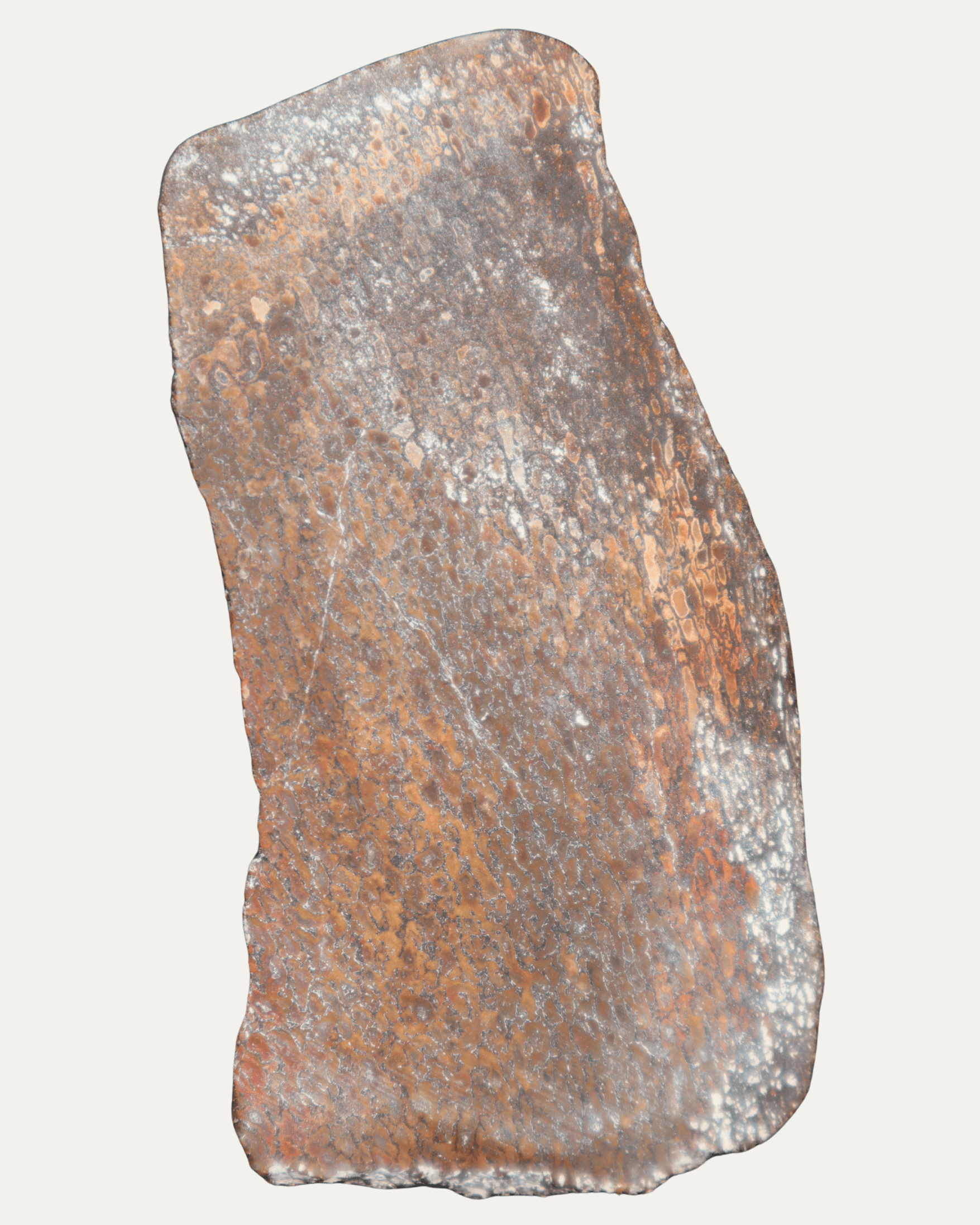 Polished Utah Gem Agatized Dinosaur Bone - Lost Ancients Jewelry