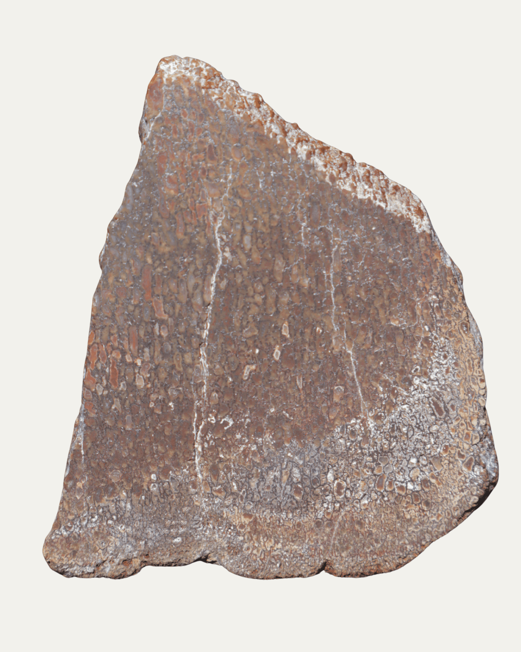 Polished Utah Gem Agatized Dinosaur Bone - Lost Ancients Jewelry