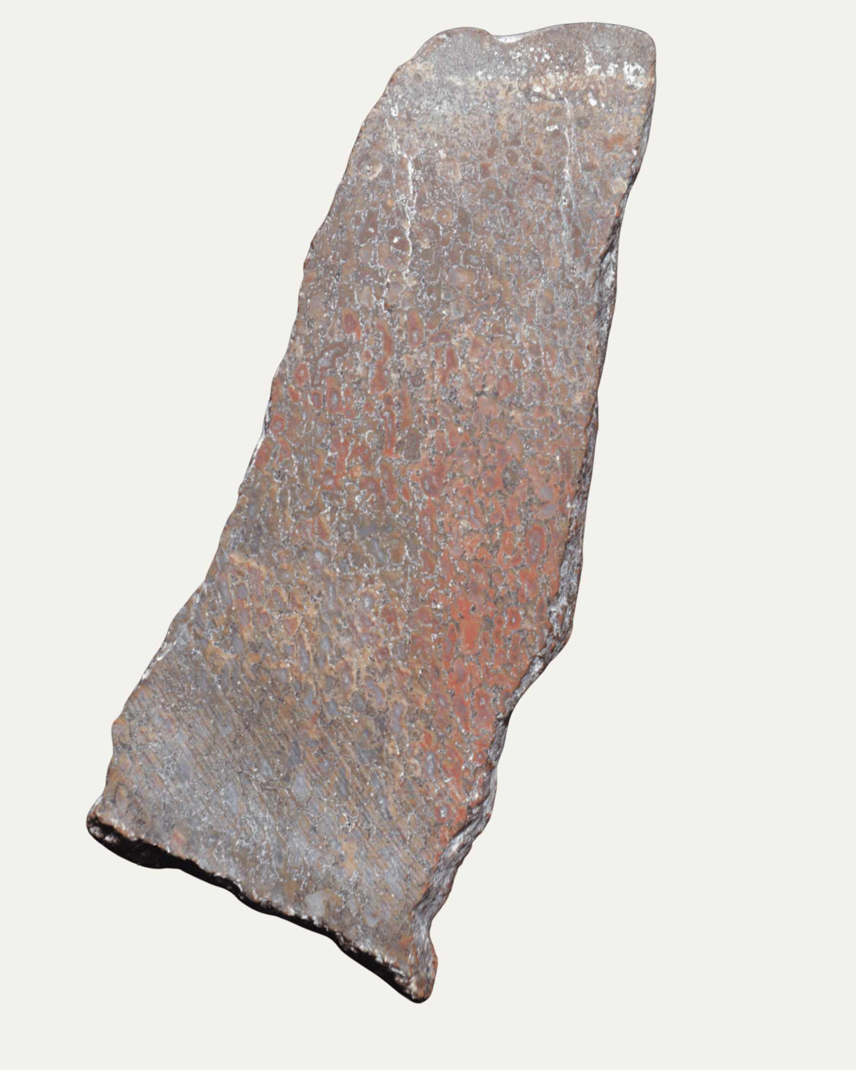 Polished Utah Gem Agatized Dinosaur Bone - Lost Ancients Jewelry