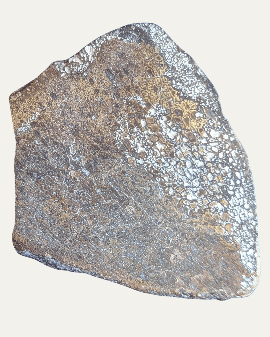 Polished Utah Gem Agatized Dinosaur Bone - Lost Ancients Jewelry