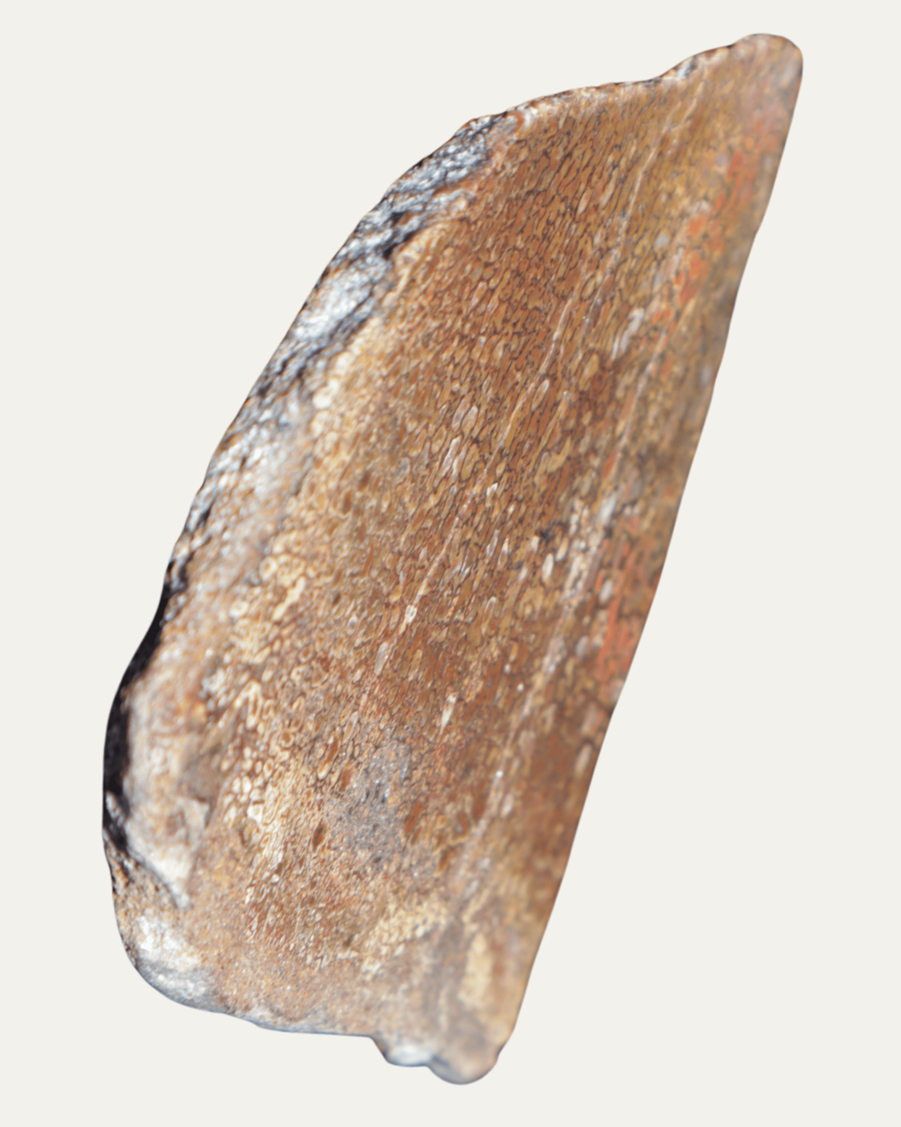 Polished Utah Gem Agatized Dinosaur Bone - Lost Ancients Jewelry